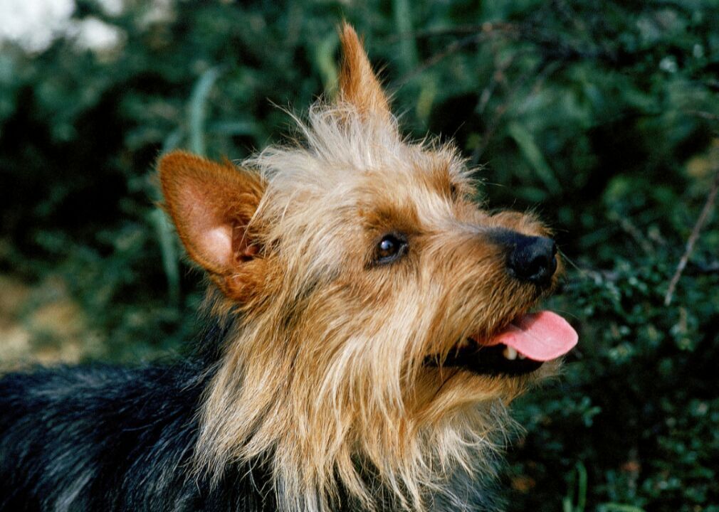 #45. Australian terrier (tie)